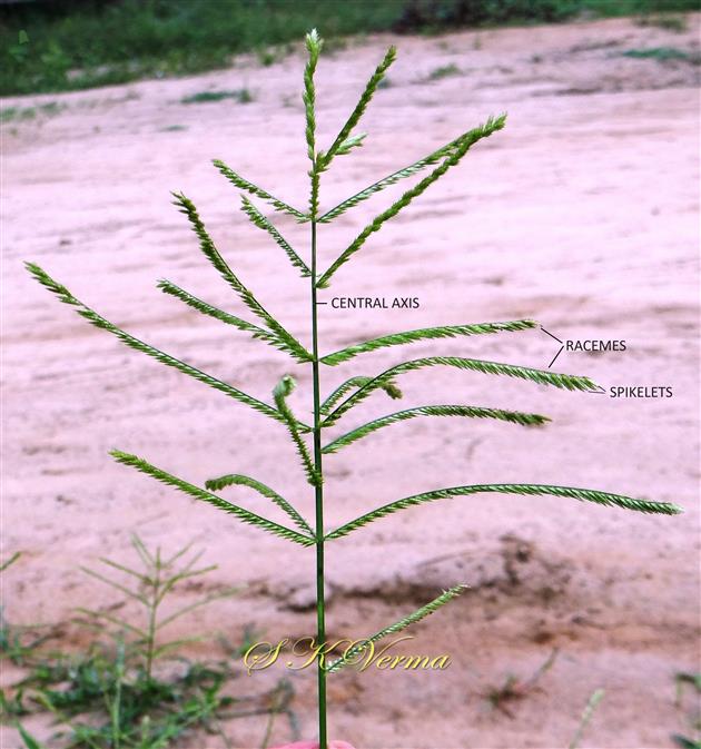  Inflorescence